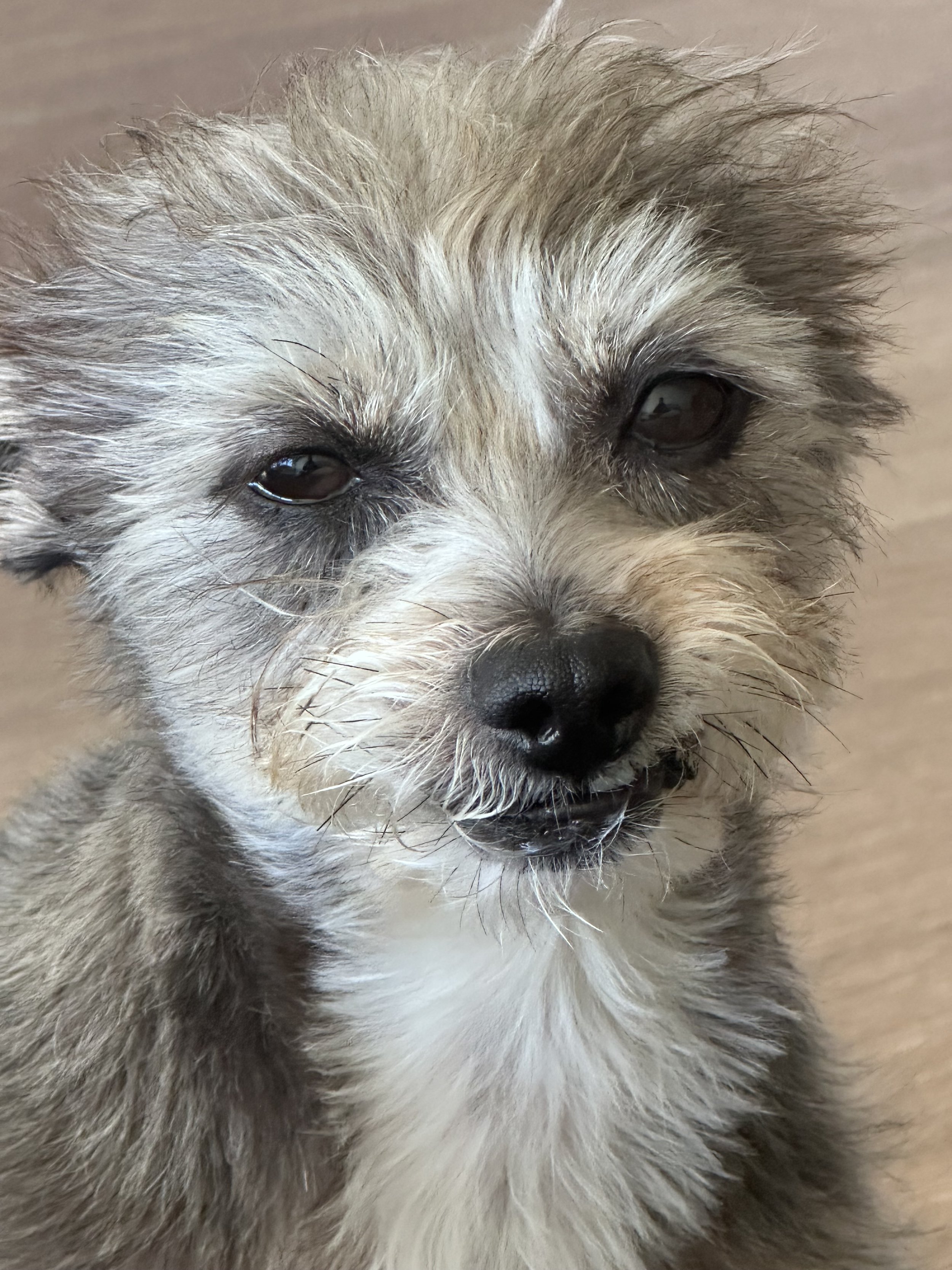 Rufus, a small scruffy dog, giving the camera a skeptical look.
